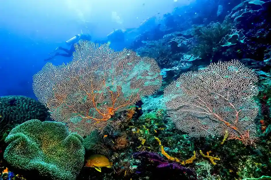 Sumba’s Underwater Wonders: Diving and Snorkelling Highlights